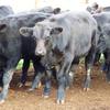 44 angus steers EU accredited