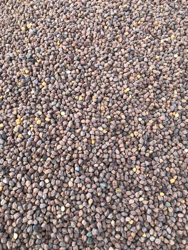 Chickpeas