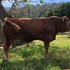 Stud Limousin Bulls