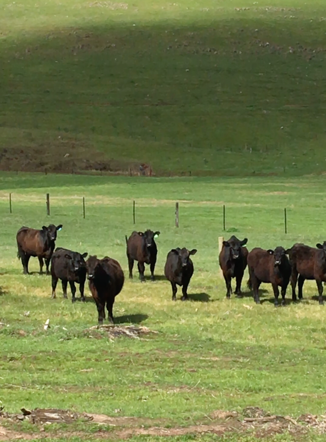 20 EU accredited angus heifers 12 months old