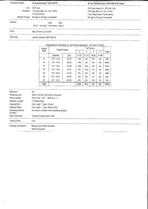 Dorset X Merino Lambs - Shorn