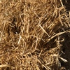 Barley straw
