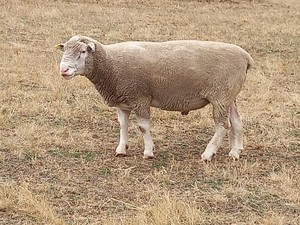 Poll Dorset Flock Ram - Stud Dorset Ram 2 yr Old