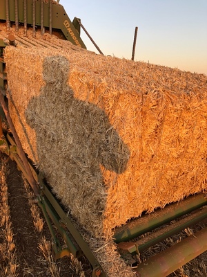Barley Straw 550-600kg 8x4x3 Bales