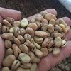 8-9mt Samira Faba Beans