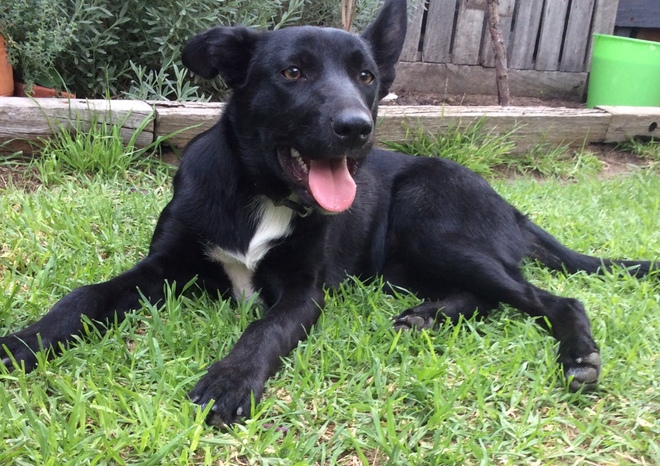 Kelpie - Border Collie Cross