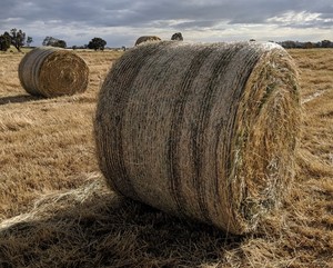 Ryegrass hay Approximately 200 Rolls Walla Walla - SOLD BY THE ROLL