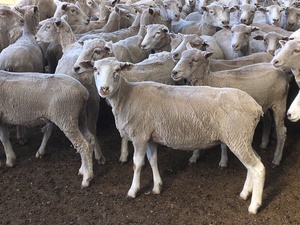 85 x 2, 3, 4 & 5 year old 1st Cross Ewes (Scanned in lamb 107% to Southdown Rams)
