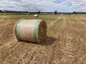 Grass hay. 4 x 4 Round Bales (new season).