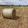 Grass hay. 4 x 4 Round Bales (new season).