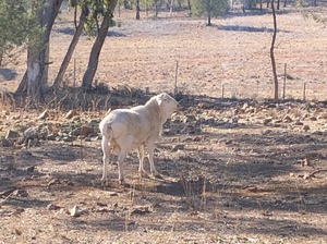 PURE BRED VAN ROOY RAM