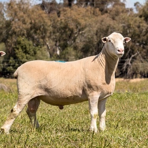  1.5 year Poll Dorset Rams For Sale