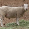 White Suffolk Rams