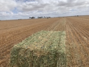 Oaten hay