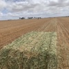Oaten hay 