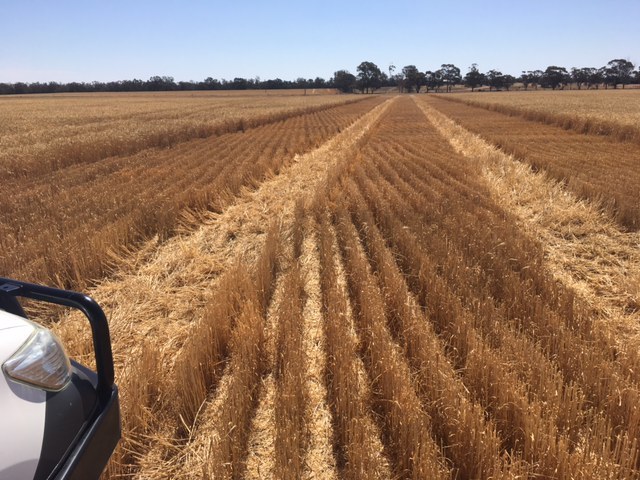 250t Irrigated Wheaten Straw 8x4x3 Bales
