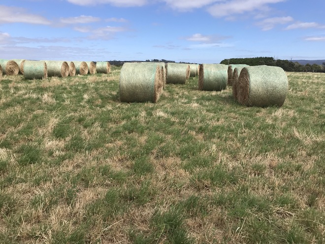 Lucerne Pasture Hay 4''x 5'' Rolls