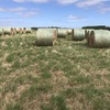 Lucerne Pasture Hay 4''x 5'' Rolls
