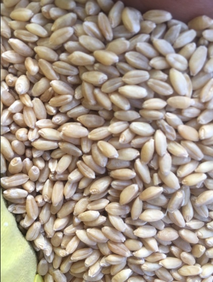 Wheat H2 West Wyalong )