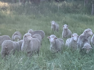 Future breeder Dohne ewe lambs