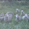 Future breeder Dohne ewe lambs