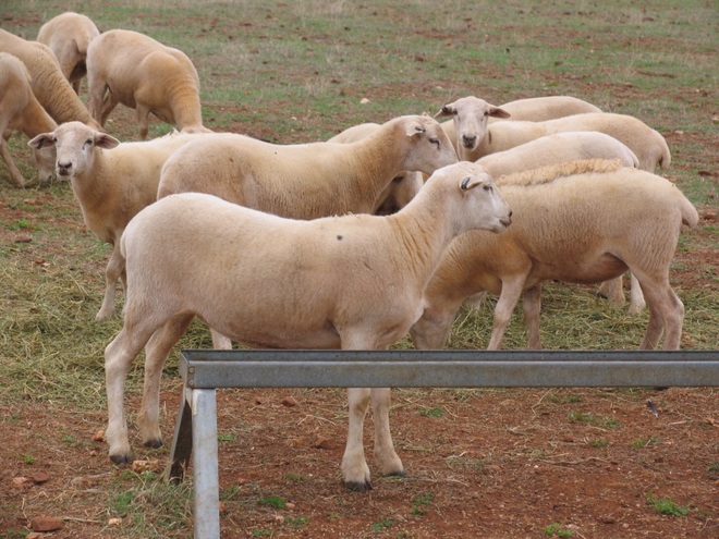 Weaner wether lambs