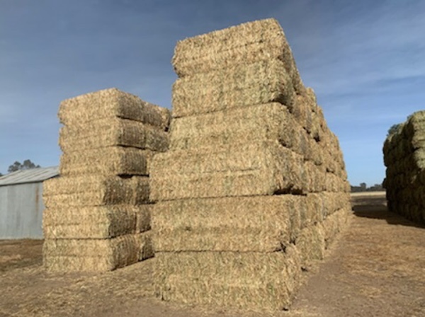 Canola hay