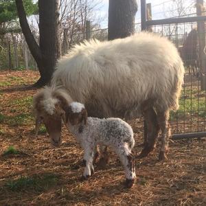 lambs and ewes for sale