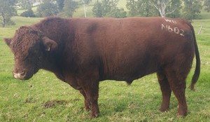 Stud Beef Shorthorn Bull