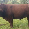 Stud Beef Shorthorn Bull