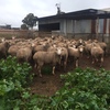 60 Danbury meat merinos