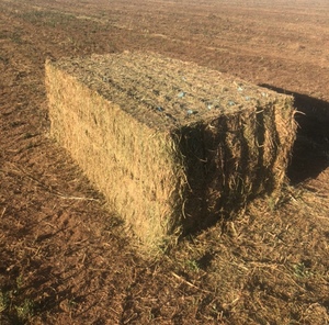 Vetch Hay