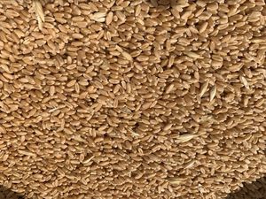 Scepter Wheat (H1/H2)