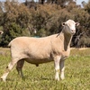2018 Drop Poll Dorset Rams for Sale