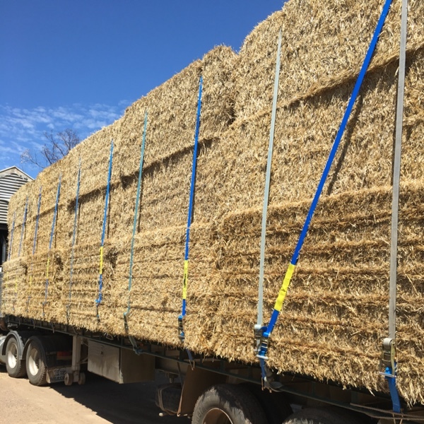 Windrowed Wheaten Straw