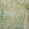 300mt Canola Hay 680kg 8x4x3 Bales