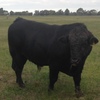 Black Poll Limousin Bull 