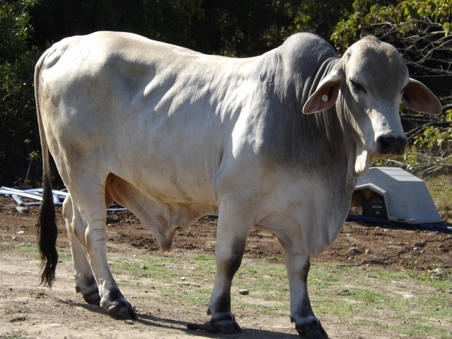 Brahman Bull