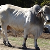 Brahman Bull