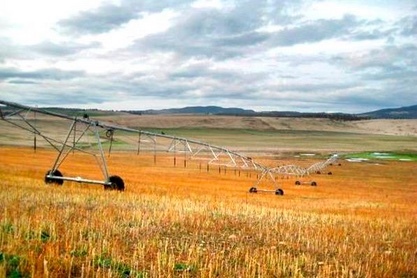 Country suitable for Sheep   Ewes and Lambs  Northern NSW Southern Qld