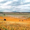 Country suitable for Sheep   Ewes and Lambs  Northern NSW Southern Qld