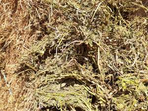 Vetch Hay 590kg 8x4x3 Bales (New Season)