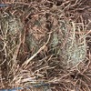 400m/t New Season Vetch Hay Off the Baler