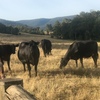 8 Cows pregnant with calves 5 to 8mths