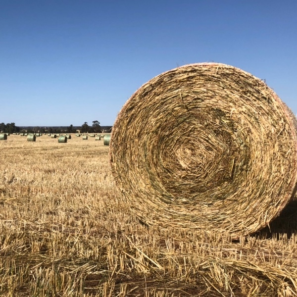 Wheaten/Rye Hay - 5x4ft HD Rounds