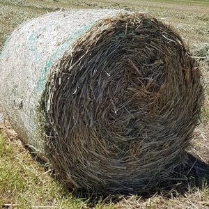 sorghum hay 4x4 rolls,100 available,delivery available ex clermont qld