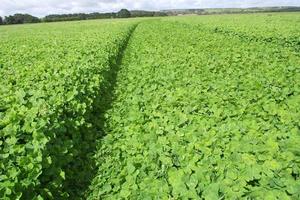 Coolamon Sub Clover