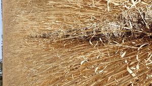 Barley Straw 8x4x3 Bales from Stripper Front