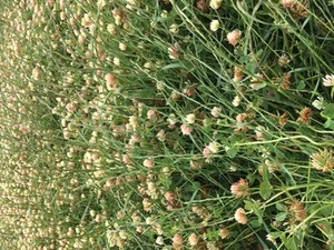 EOI Quality Ryegrass/Clover Hay.