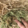 1000mt Barley Hay 650kg 8x4x3 Bales (New Season)